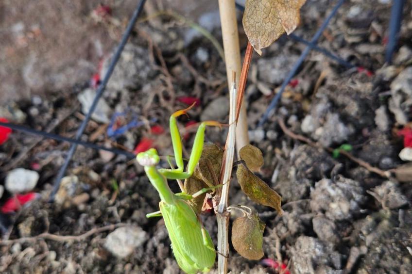 Schwarzwald Königin - foto 36