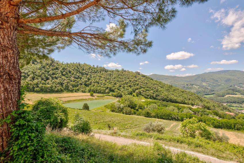Castagno - foto 37