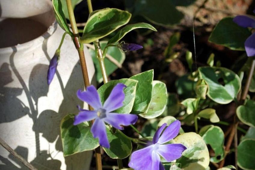 Liebevoll renoviertes Ferienhaus als Teil eines kleinen Bauernhauses mit abgesc - foto 13