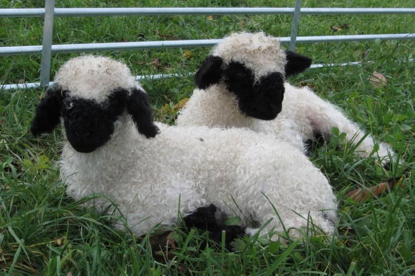 Tieroase Grünegg - foto 8