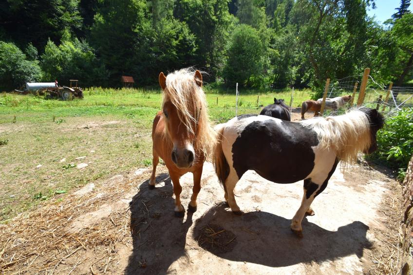 Am Ferienbauernhof - foto 38