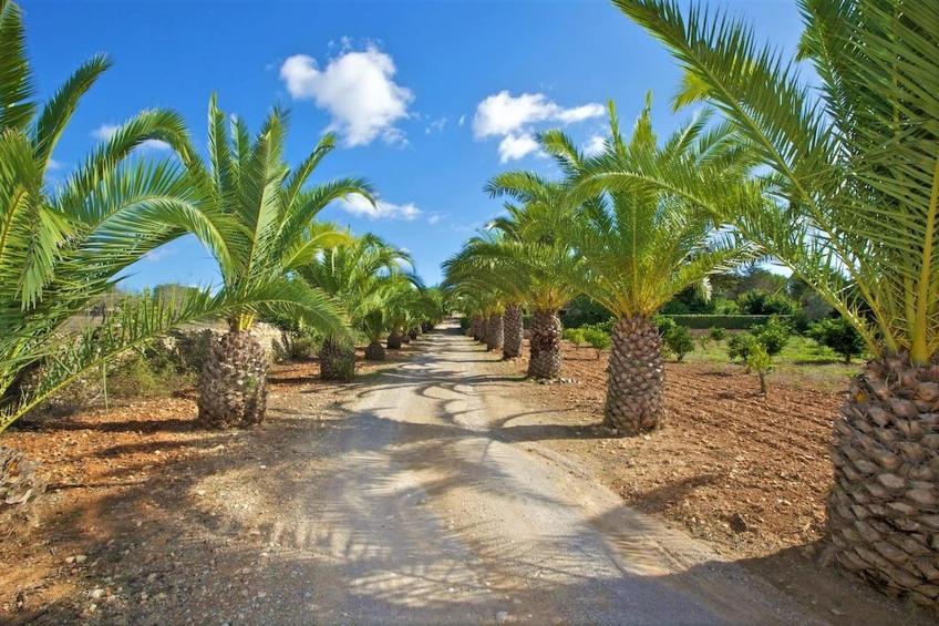 Villa Sa Palmera - Salzinas - foto 28