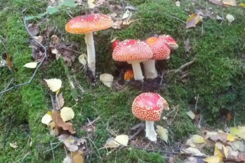 Dittrich in Pirna - foto 26