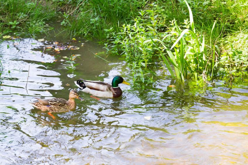 DUBRAVAC / HR-09867-01 - foto 5