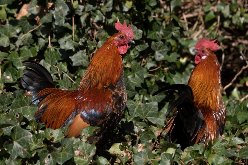 Meschermolen 11 - foto 27