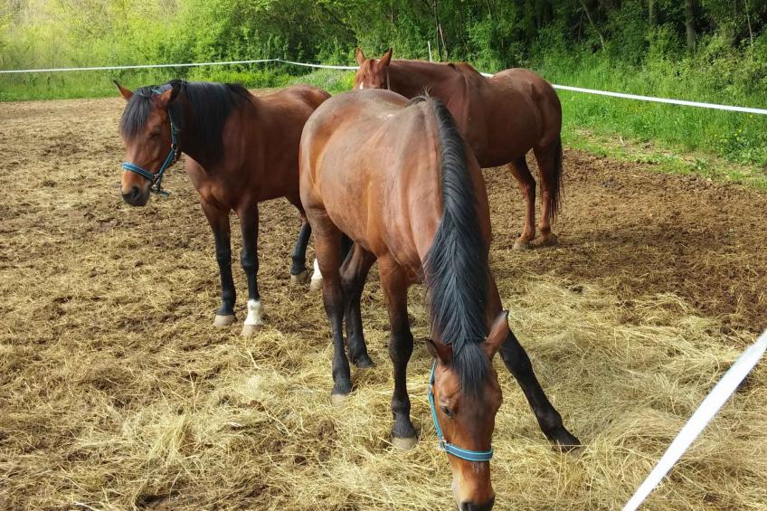 Schönes Ferienhaus in Grab mit Privatparkplatz und Bergblick - foto 44