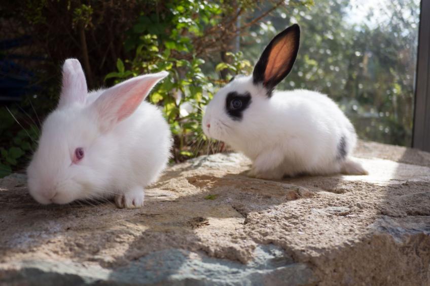 für 8 Personen in Agia Pelagia, Kreta - foto 35
