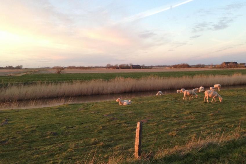 Reetdachhaus inmitten von Wiesen und Feldern - foto 35