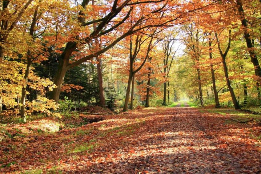 Suomi Bungalow - foto 32