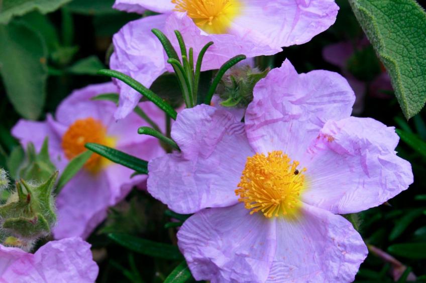 Stazzo mit Garten in Luogosanto - foto 33