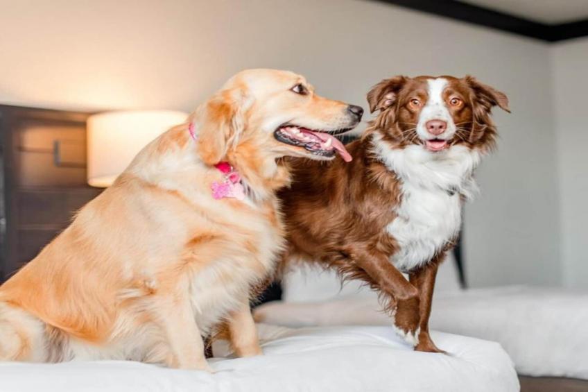 Pet Friendly King  Las Vegas Stay - foto 26