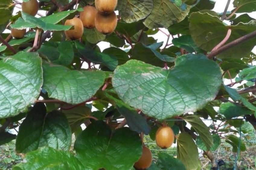 Unterkunft auf dem Bauernhof "La printanière" (Die Frühlingsfrau) - foto 30