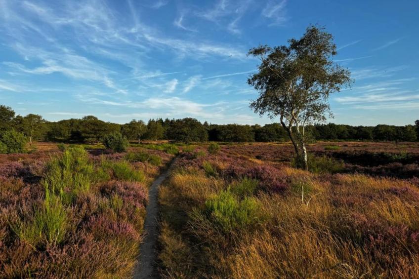 Park Haarle - foto 16