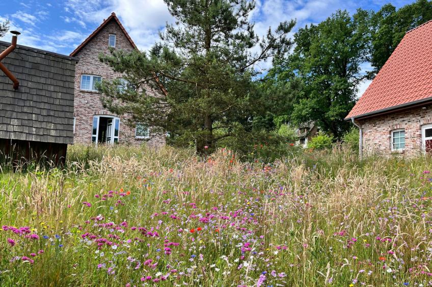 Heidezauber - foto 3