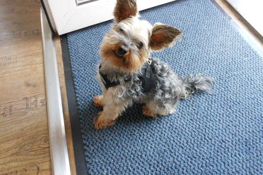 Freistehendes Friesenhaus Heimathafen - foto 13