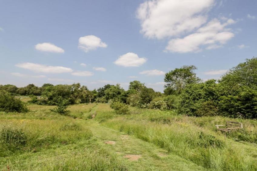 The Cornflower - foto 28