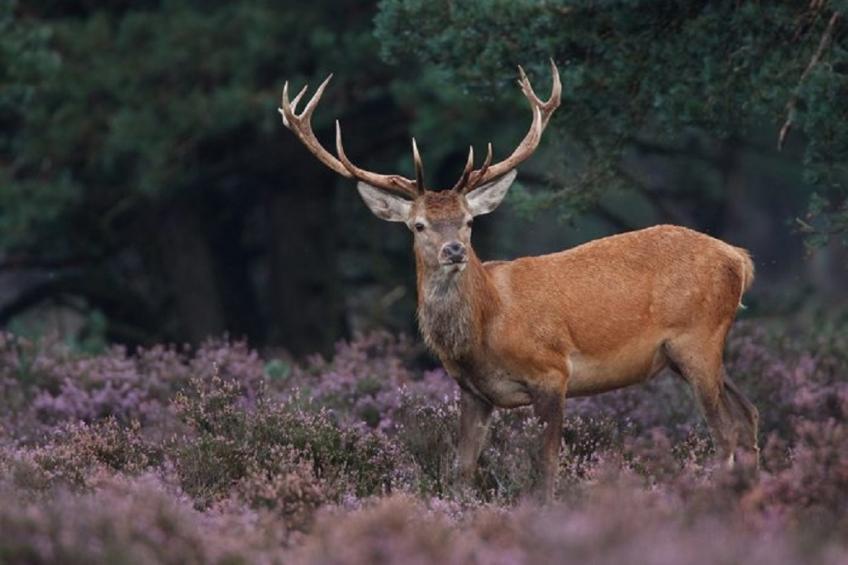 6+6 persoons Veluwe Villa met grillhuis - foto 30