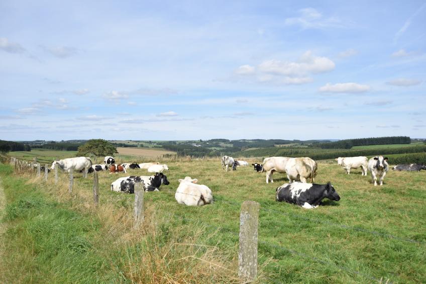 Maquis du cerf - foto 27