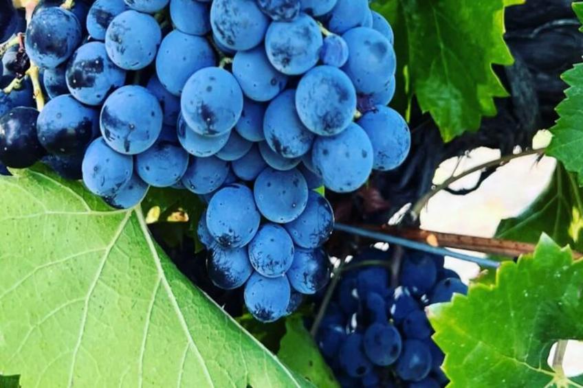 Vivez L'authenticité à La Maison "au Pied Des Vignes" - foto 41