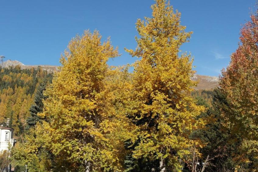 Ers Curtins - foto 29