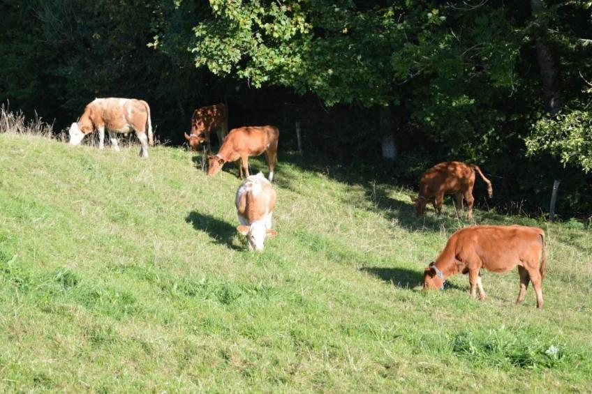 Bauernhof Gerber - foto 21
