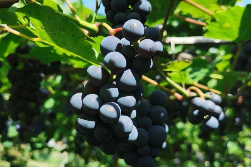 Urlaub für die Seele - Ferienhaus mit Sauna - foto 10