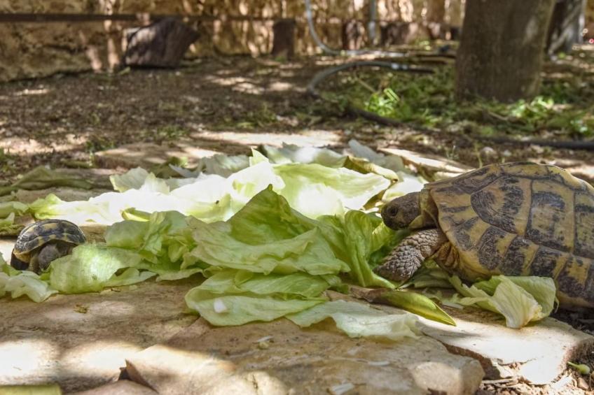 Luxuriöse Villa mit Pool und Klimaanlage für 8 Personen - foto 31