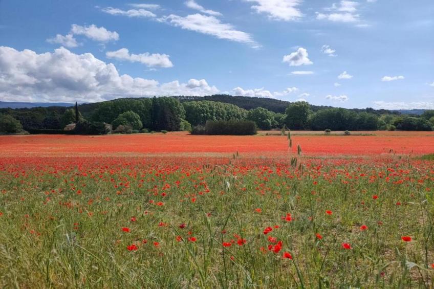 La Bastide des Chênes - foto 32