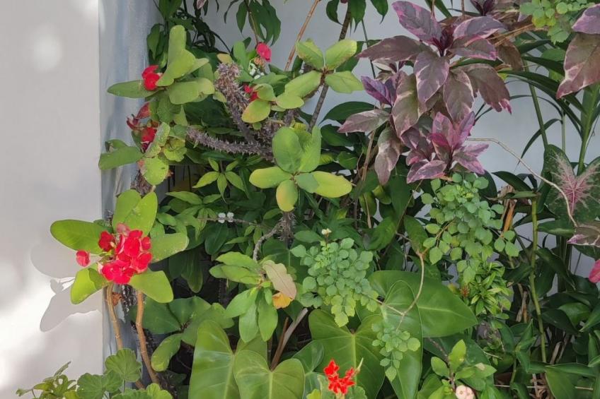 r garden Pointe aux sables - foto 20