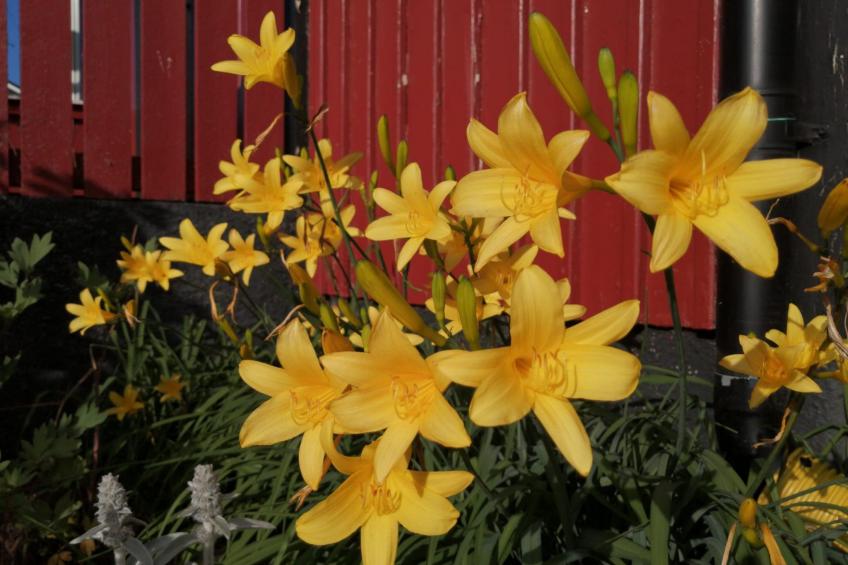 Buntes Schwedenhaus Lillebror - foto 23