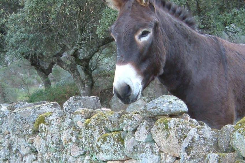 Das Cortijo auf der Finca al-manzil - foto 31