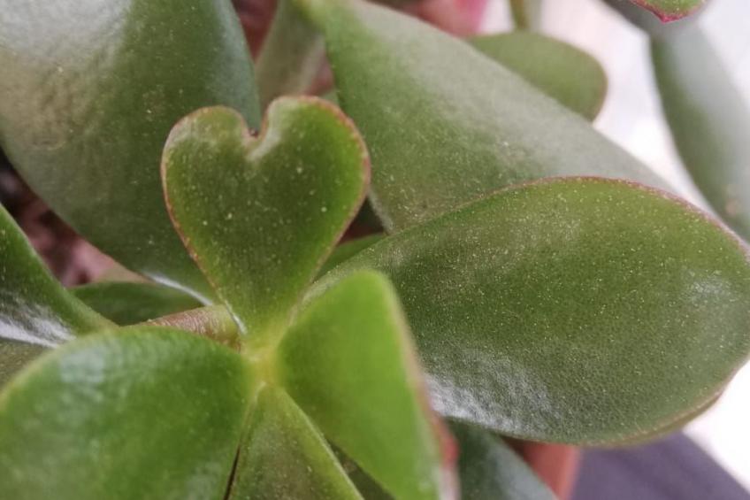 Haus Mirelia für zwei Personen mit Garten - foto 35