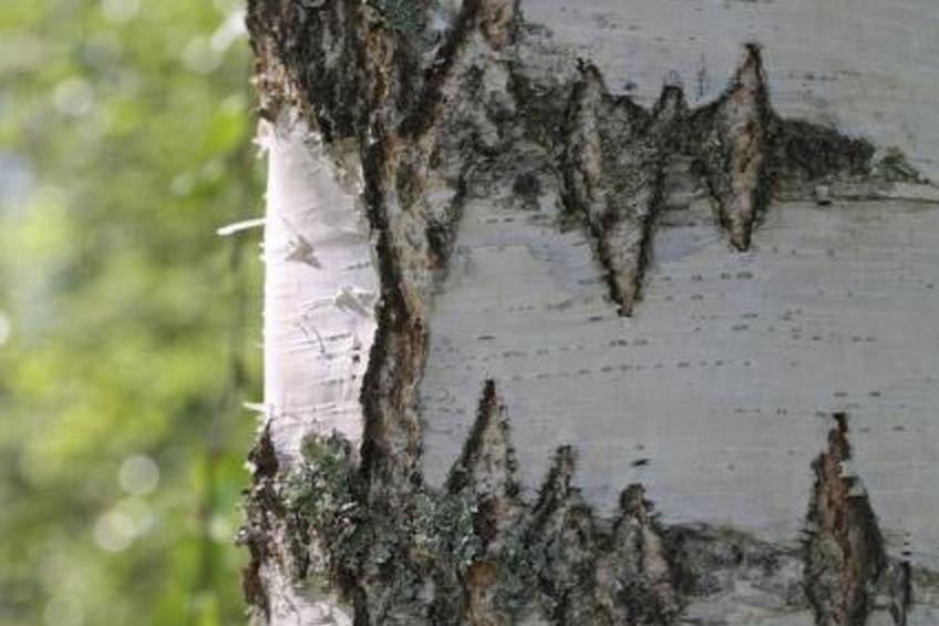 Peltotupa, pätiälän kartanon loma-asunno - foto 25
