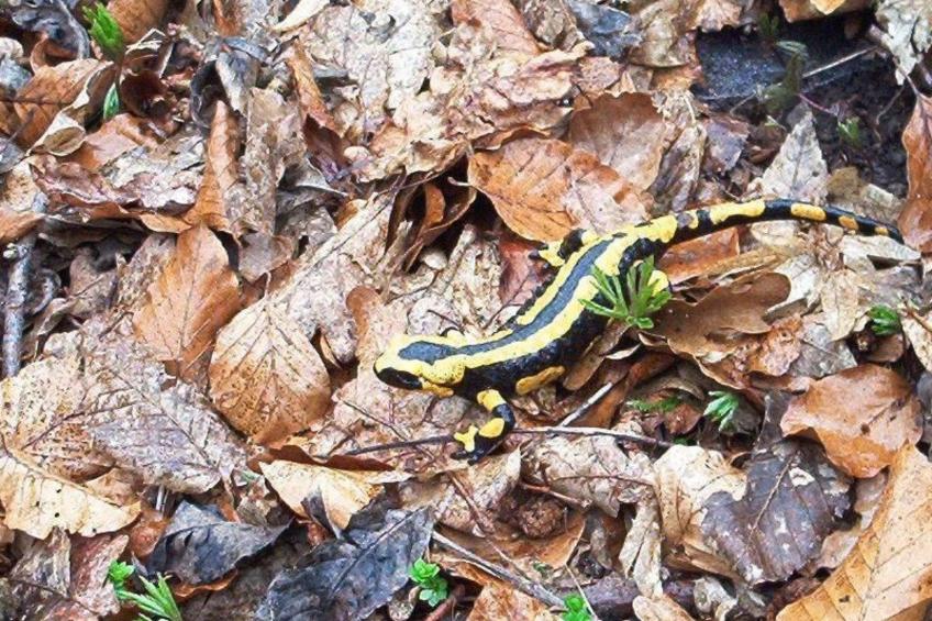 Fewo Stricker 33 - foto 47