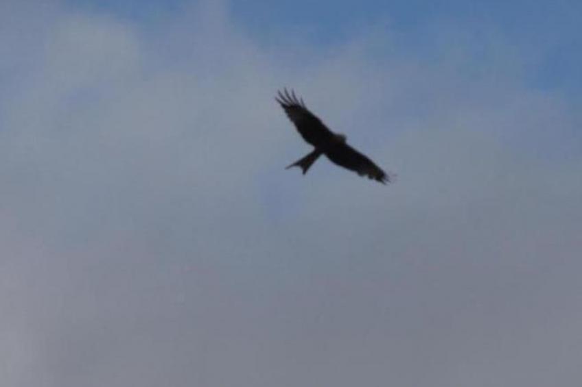 Fewo "Aal Obstbeem" - foto 12