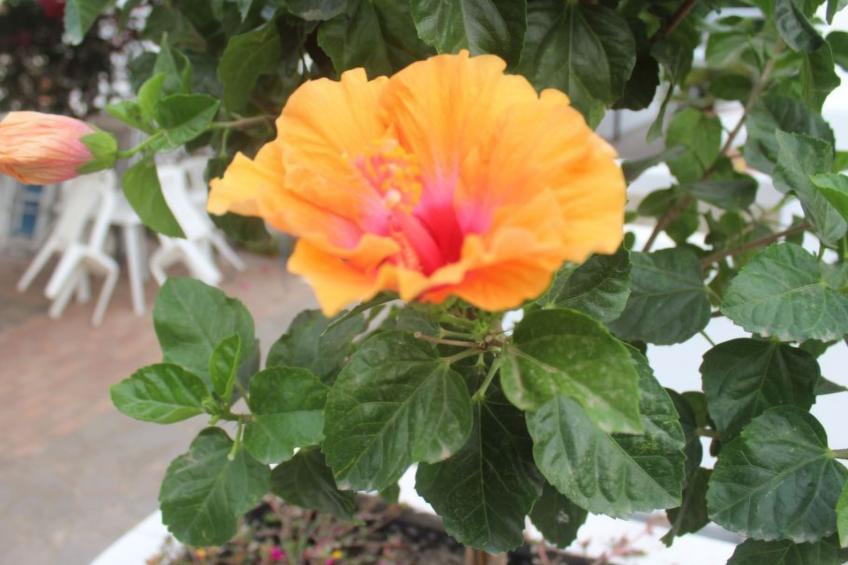 Wohnung in Lipari mit Terrasse - foto 26