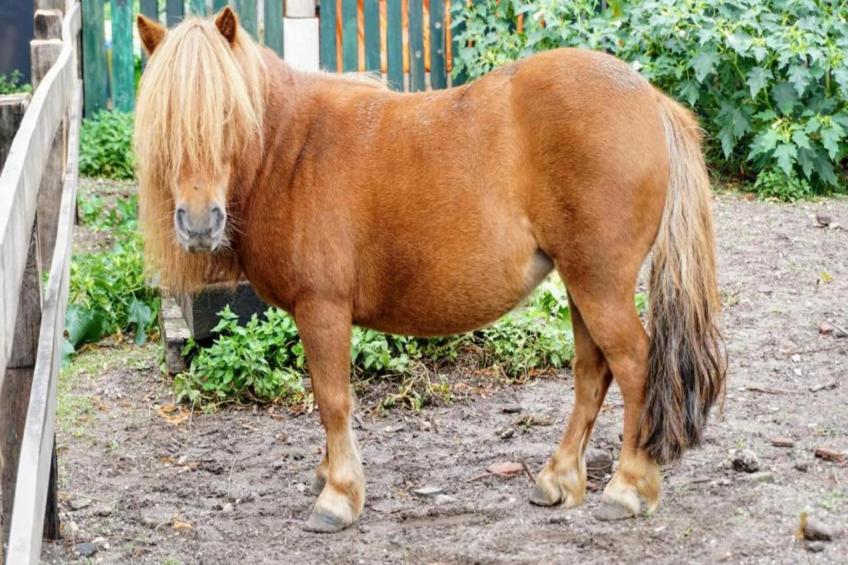 Vakantiepark De Pier - foto 30