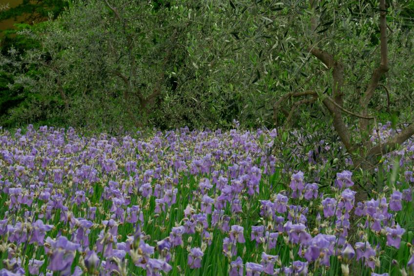 Apartment Rosa Canina (Wilde Rose) - foto 30