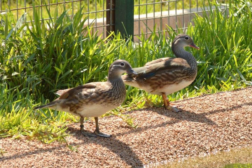 Almendros 7 - foto 50