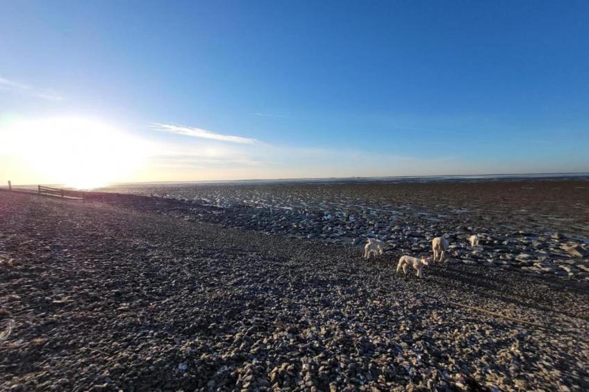 6-persoons bungelow 4 - foto 35