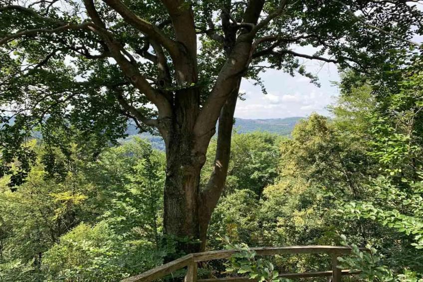 Vakantiehuis, Wieda - foto 26