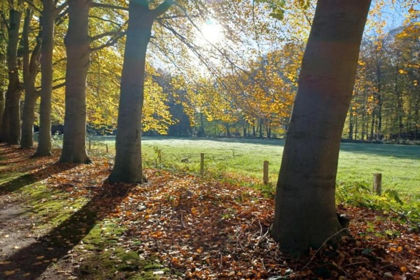 Hulshorsterhout - foto 35