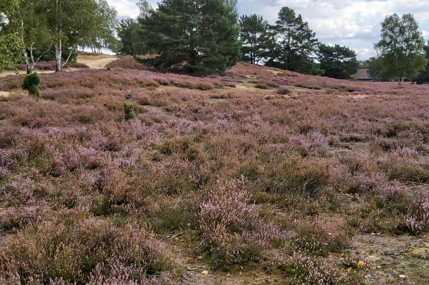 Wohnung in Jameln mit Garten, Grill und Terrasse - foto 37