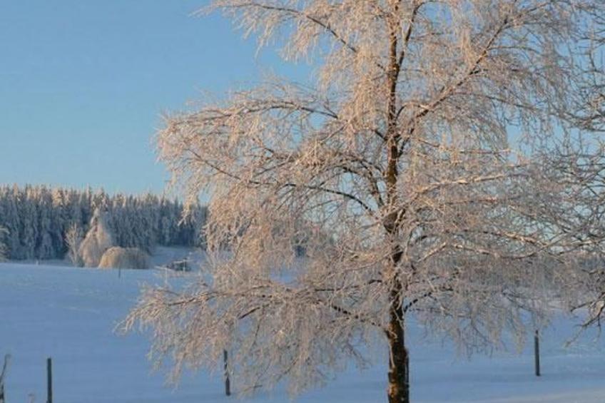 Wiesengrund - foto 18