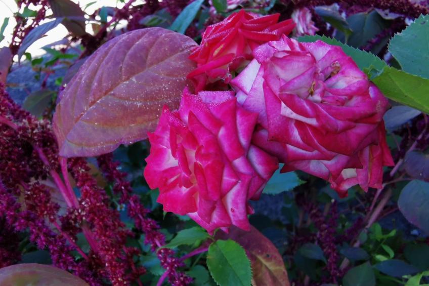 für 4 Personen ca. 65 m² in Brod Moravice, Gespanschaft Primorje-Gorski (G - foto 10