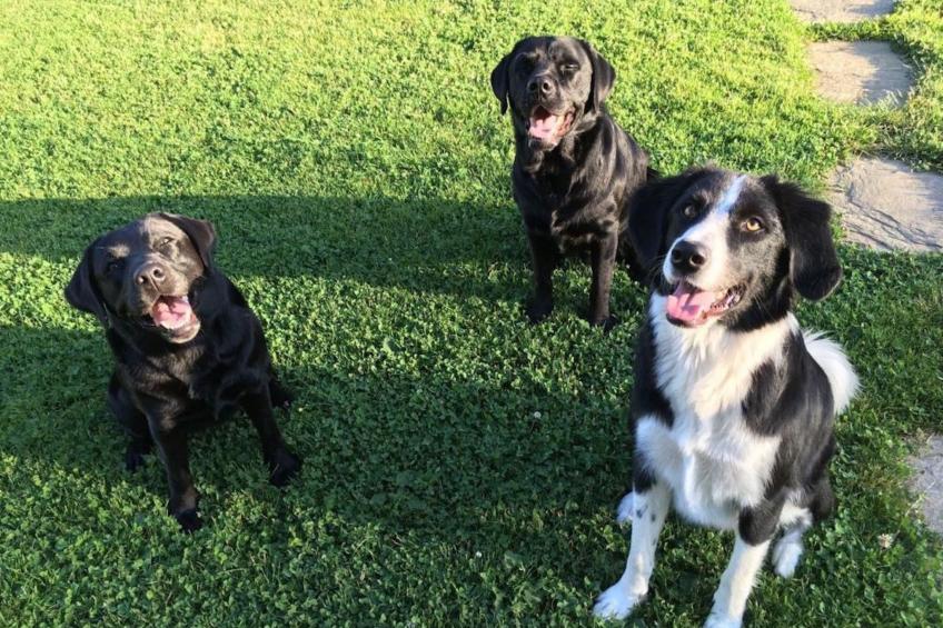 Kellerstöckl am veganen Bio-Lebenshof - Varm - the vegan Farm - foto 38