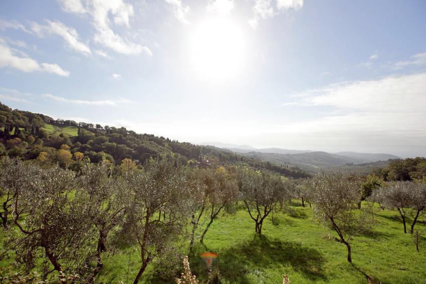 Le Olive - foto 37