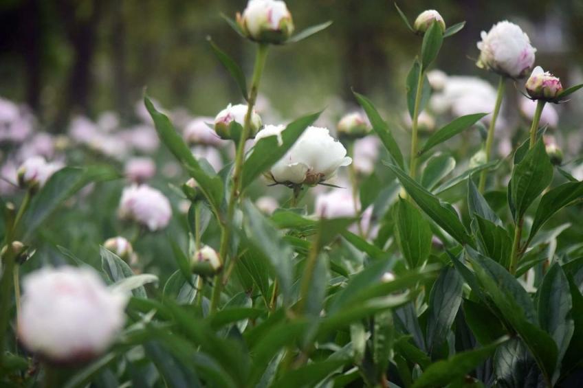 Villa Mi, Rukavac, Opatija Riviera - foto 56