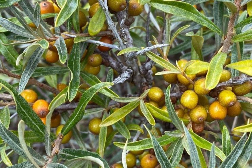 Altes Pastorenhus - foto 36