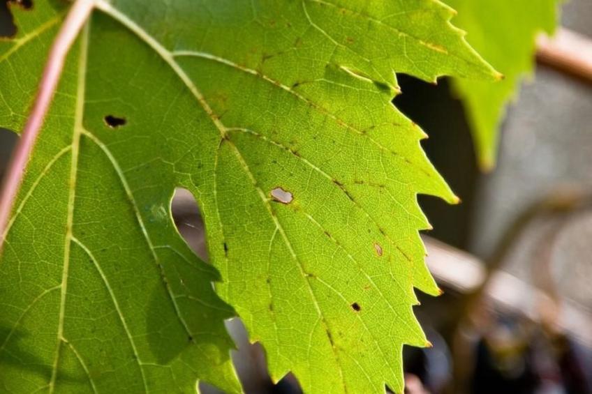 Grünes Appartement - foto 33